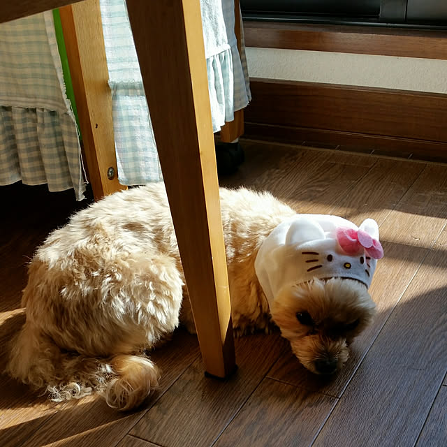 kikiさんの実例写真