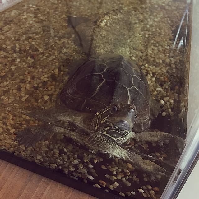 mofuさんの実例写真