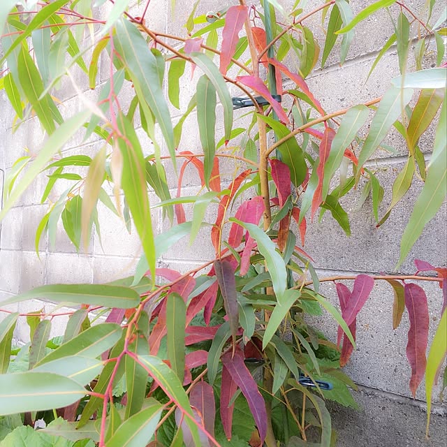 faunさんの部屋