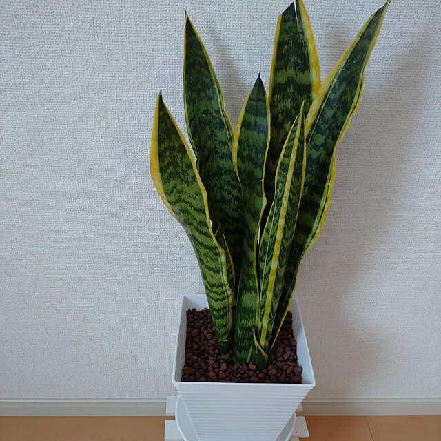 shumamaさんの実例写真