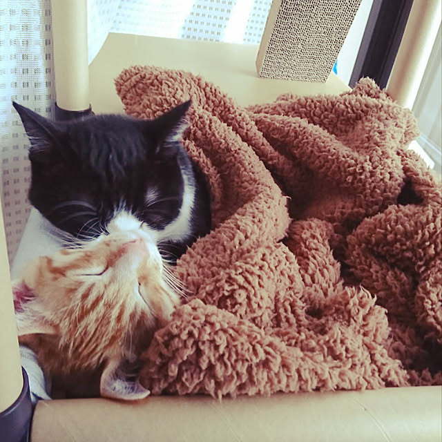 ena0607desuさんの実例写真