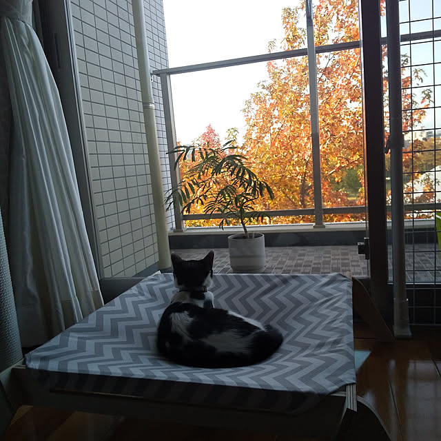 haruissaさんの実例写真