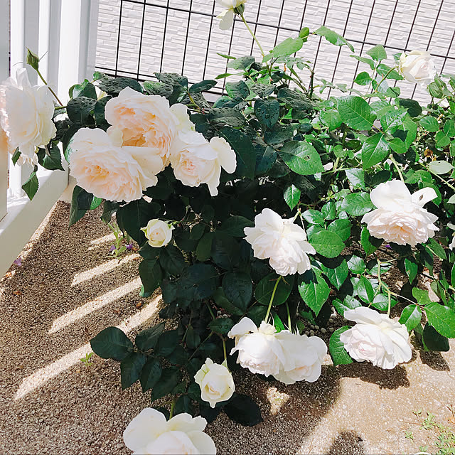 aym23さんの実例写真