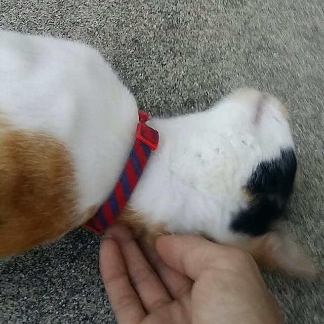 lemoned1126さんの実例写真