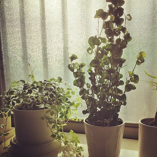 susanさんの実例写真