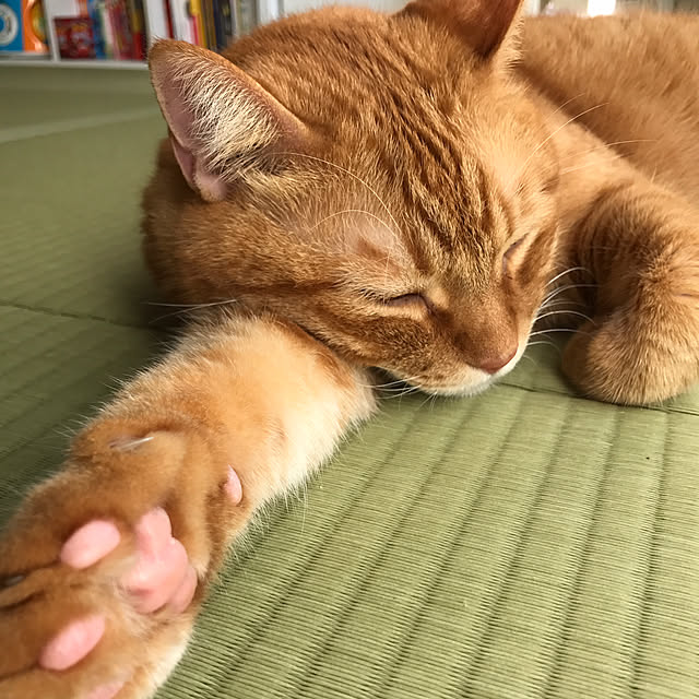 catさんの実例写真