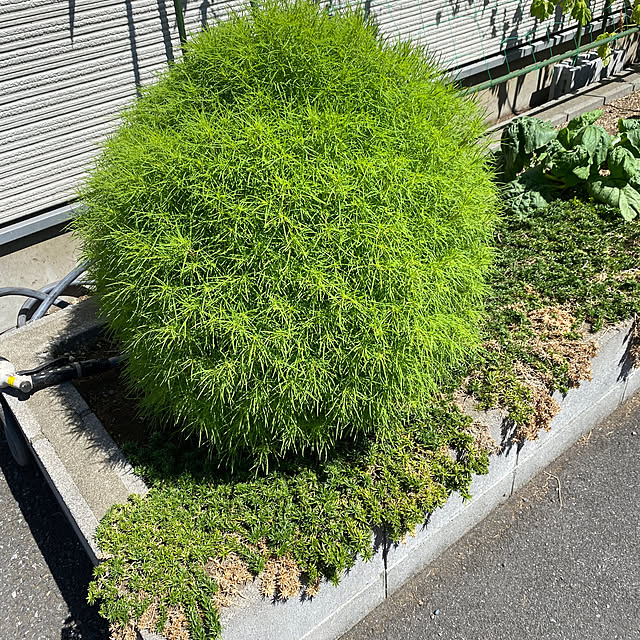 YuuKoさんの実例写真