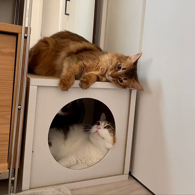 無印良品/ねこと暮らす/猫/ソマリ/三毛猫...などのインテリア実例 - 2021-07-30 22:43:31