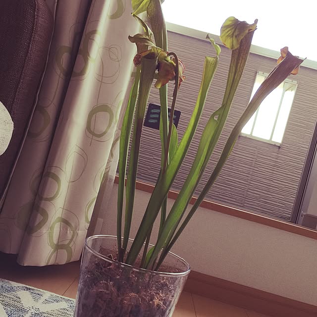 Sakitiさんの実例写真