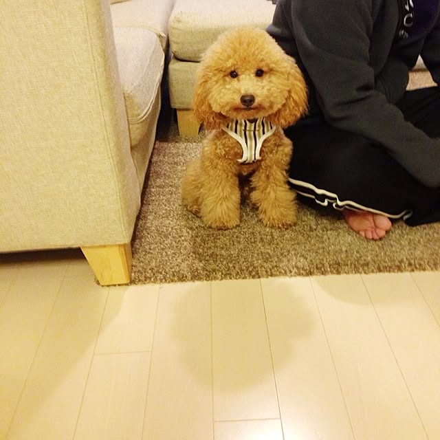 moppuさんの実例写真