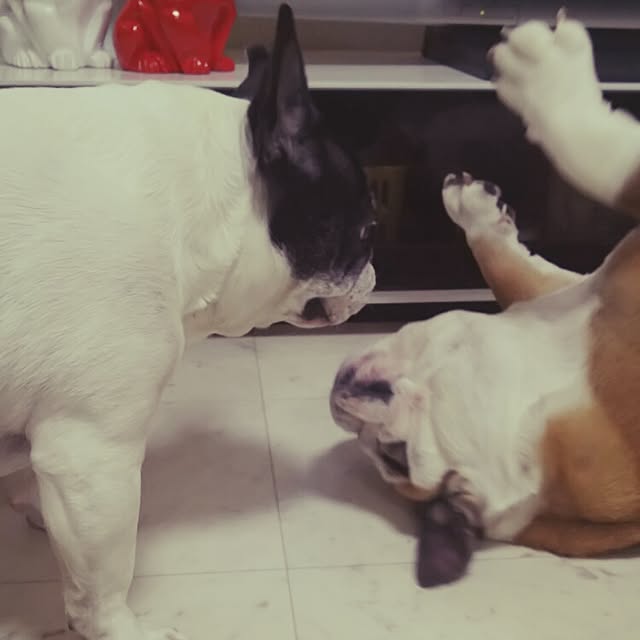 panchobiさんの実例写真