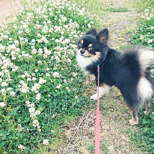 リビング/愛犬チワワのインテリア実例 - 2017-05-26 22:38:26