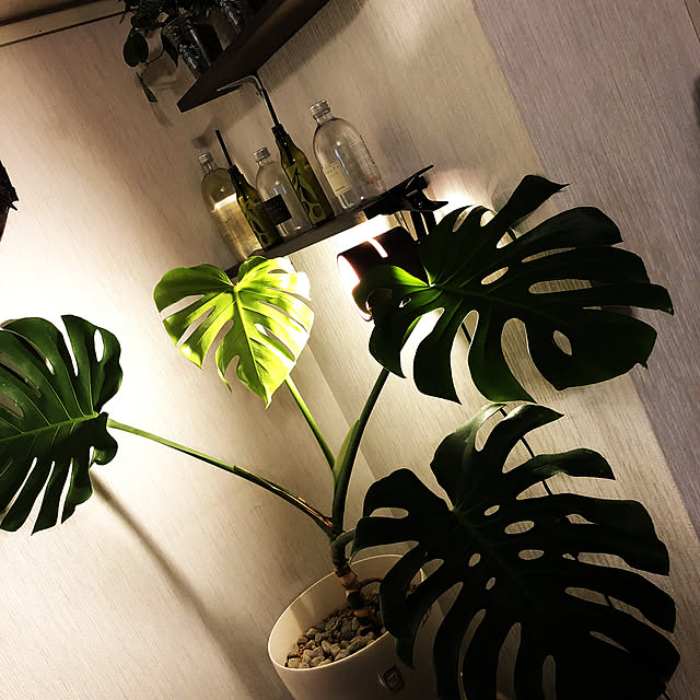 観葉植物/部屋全体のインテリア実例 - 2020-06-23 20:24:13