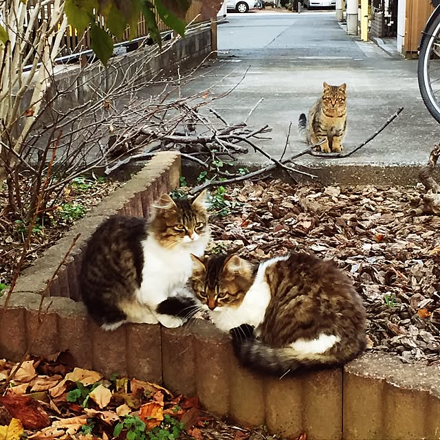 実例写真
