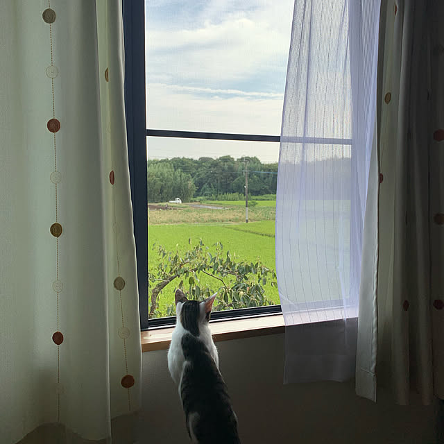 naoさんの実例写真