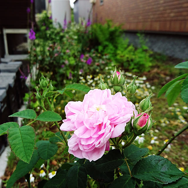 longneiさんの実例写真