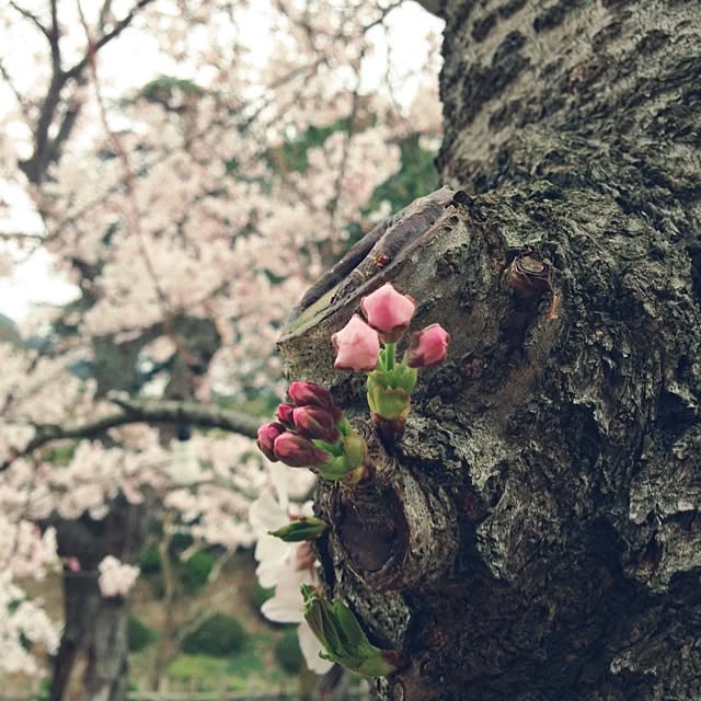 chi-chanさんの実例写真