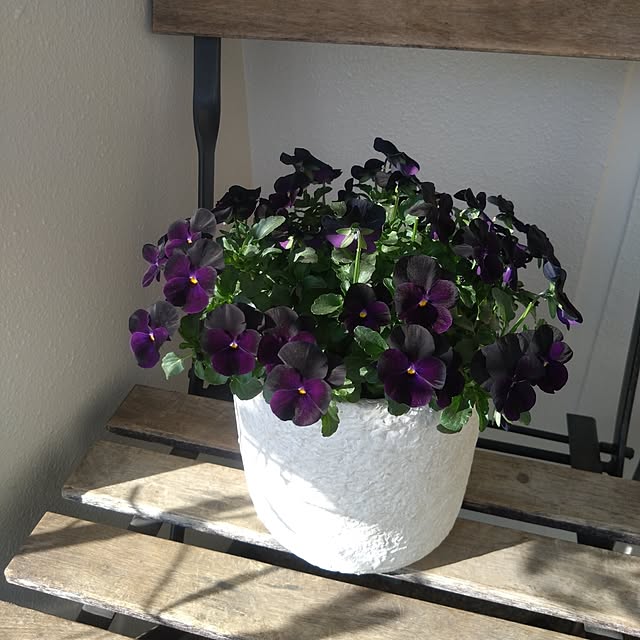 Petit_Pommierさんの部屋