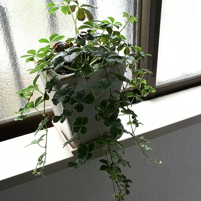 Renさんの実例写真