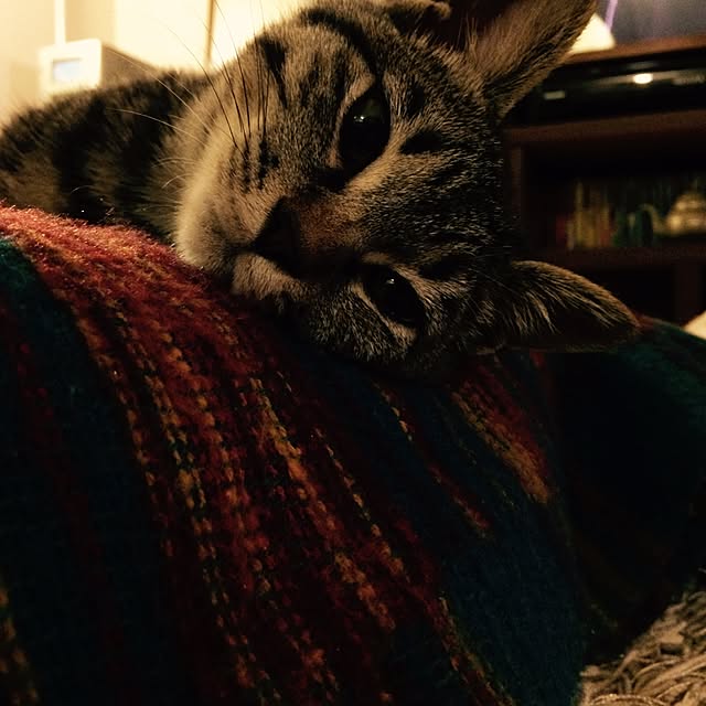 maruさんの実例写真