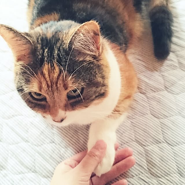 yukieさんの実例写真