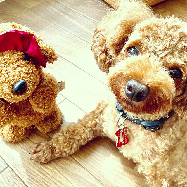MOMOMAMAさんの実例写真