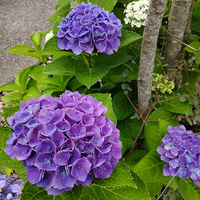 marronさんの実例写真