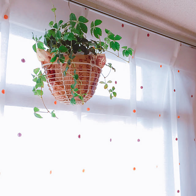 リビング/観葉植物/シュガーバイン/賃貸マンションのインテリア実例 - 2017-08-29 20:45:12
