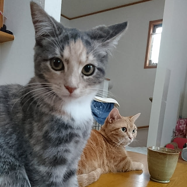 shinobuさんの実例写真
