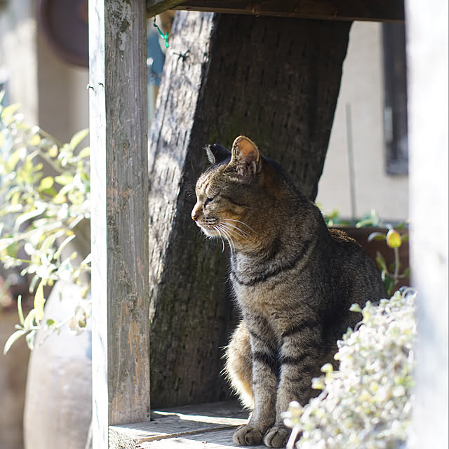 実例写真