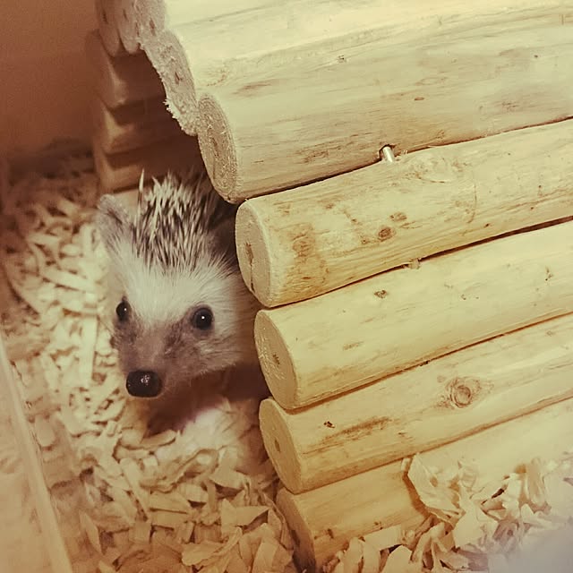 megmeg1450さんの実例写真