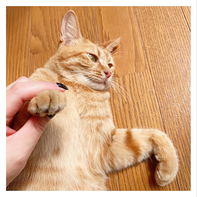 Maicoさんの実例写真