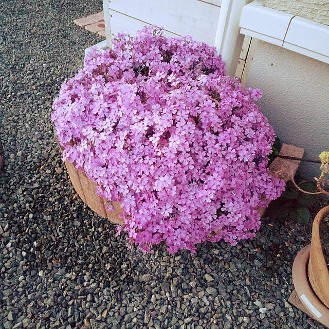 asakenさんの実例写真