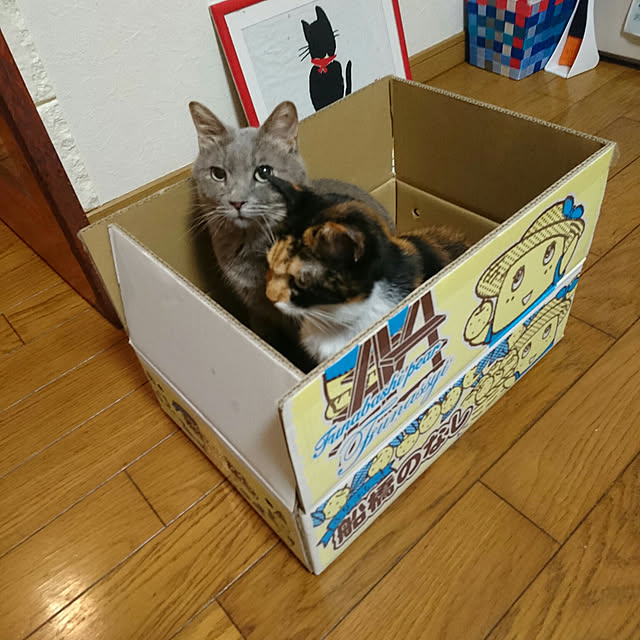 uchizukonyanさんの実例写真