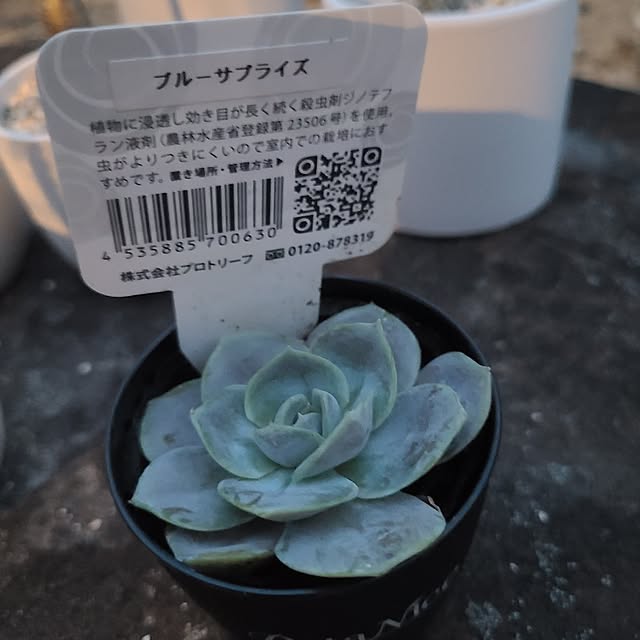 Rubiconさんの部屋