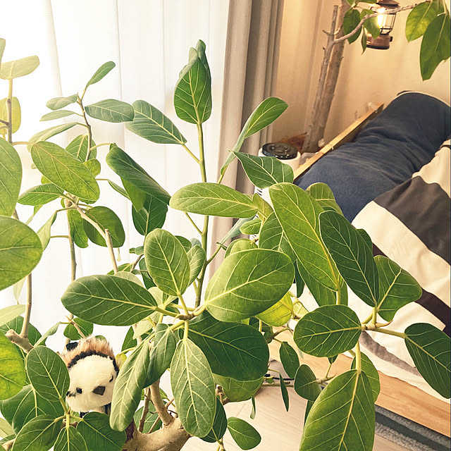 piazさんの実例写真