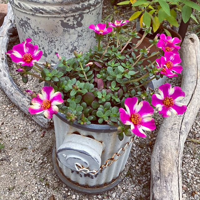 min_nimさんの実例写真
