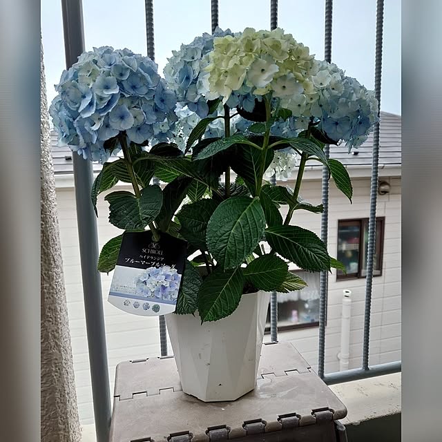 toramamaさんの実例写真