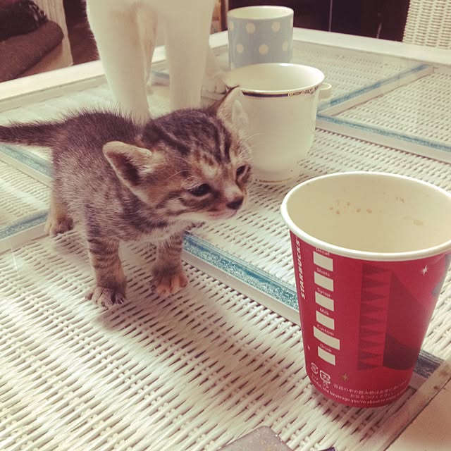 makiさんの実例写真