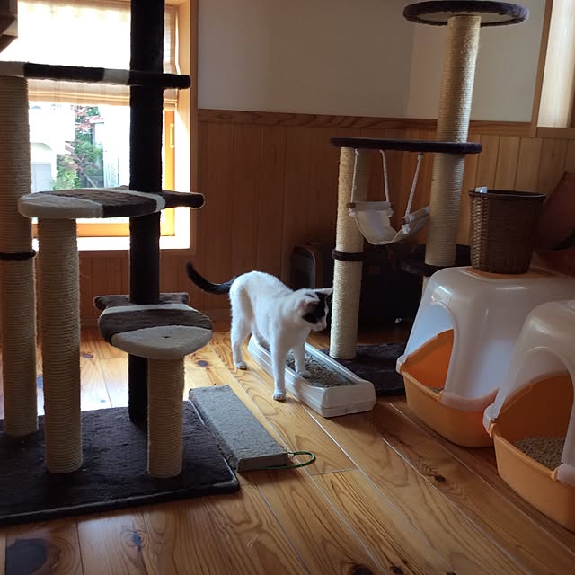 Chieさんの実例写真
