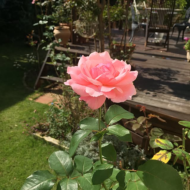 happygardenさんの実例写真