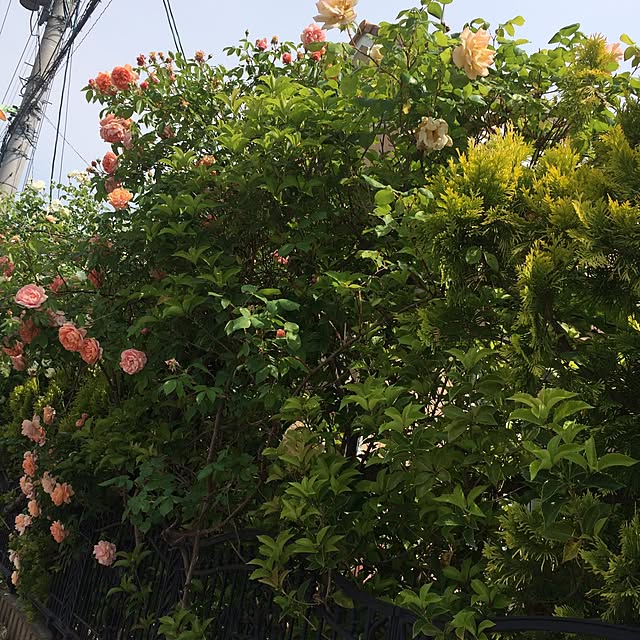 Momoさんの実例写真