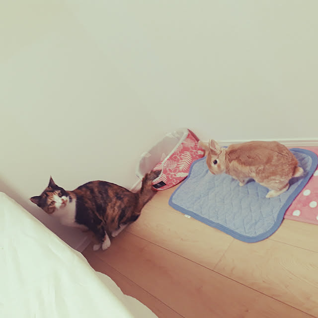 aiさんの実例写真