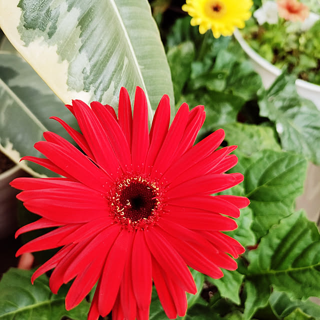 VERANDARJUNさんの実例写真