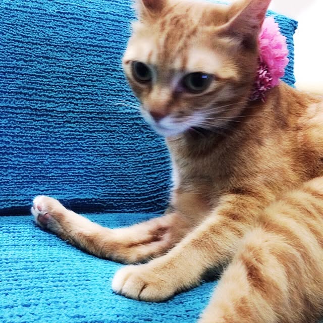 Atsumiさんの実例写真