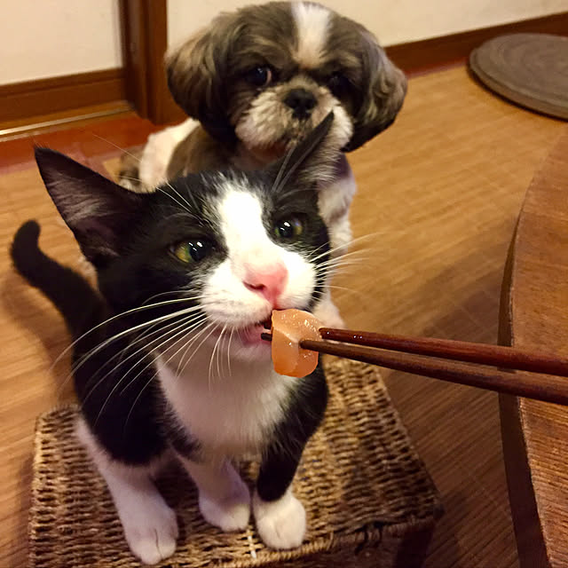 butachanさんの実例写真
