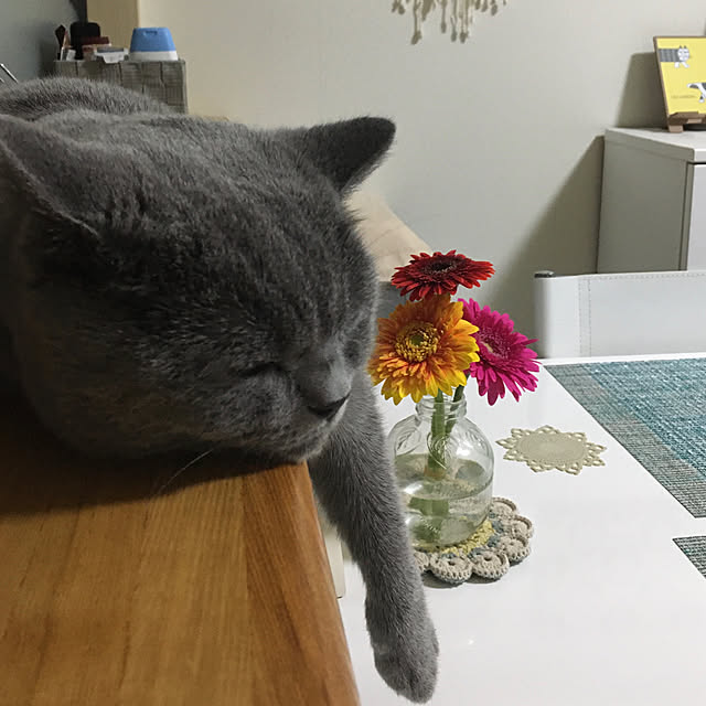 kittyさんの実例写真