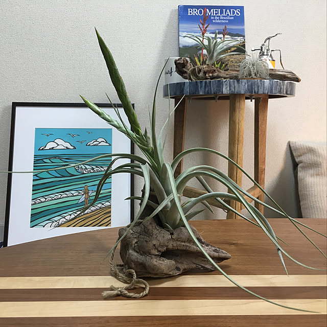 Tillandsia-Loveさんの実例写真
