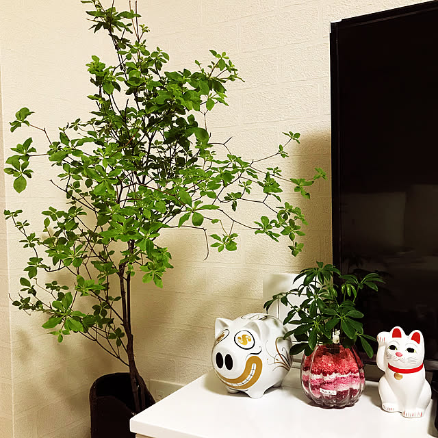 一人暮らし/観葉植物/リビングのインテリア実例 - 2019-06-02 20:37:32