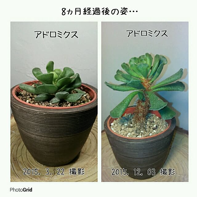 Plantexhibitionhallさんの実例写真